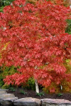 Lionheart Japanese Maple - 5 Gallon Pot -Plant Shop acer palmatum lion heart japanese maple 8