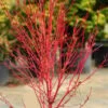 Little Sango' Dwarf Coral Bark Japanese Maple - 5 Gallon Pot -Plant Shop acer palmatum little sango dwarf coral bark japanese maple 5