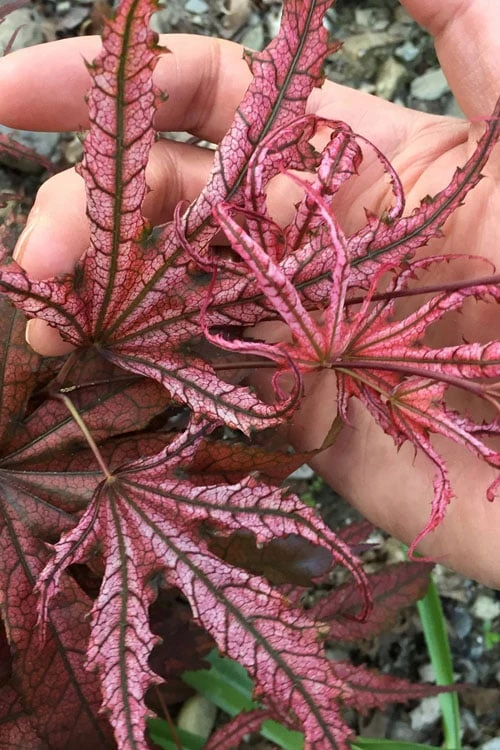 Crescent Moon Japanese Maple (Acer Palmatum 'Mikazuki') - 5 Gallon Pot 3 Crescent Moon Japanese Maple (Acer Palmatum 'Mikazuki') - 5 Gallon Pot