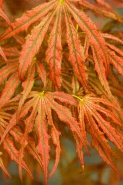 Crescent Moon Japanese Maple (Acer Palmatum 'Mikazuki') - 1 Gallon Pot -Plant Shop acer palmatum mikazuki japanese maple 4