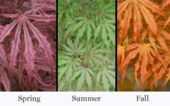 Crescent Moon Japanese Maple (Acer Palmatum 'Mikazuki') - 5 Gallon Pot 13 Crescent Moon Japanese Maple (Acer Palmatum 'Mikazuki') - 5 Gallon Pot -Plant Shop acer palmatum mikazuki japanese maple 5 1