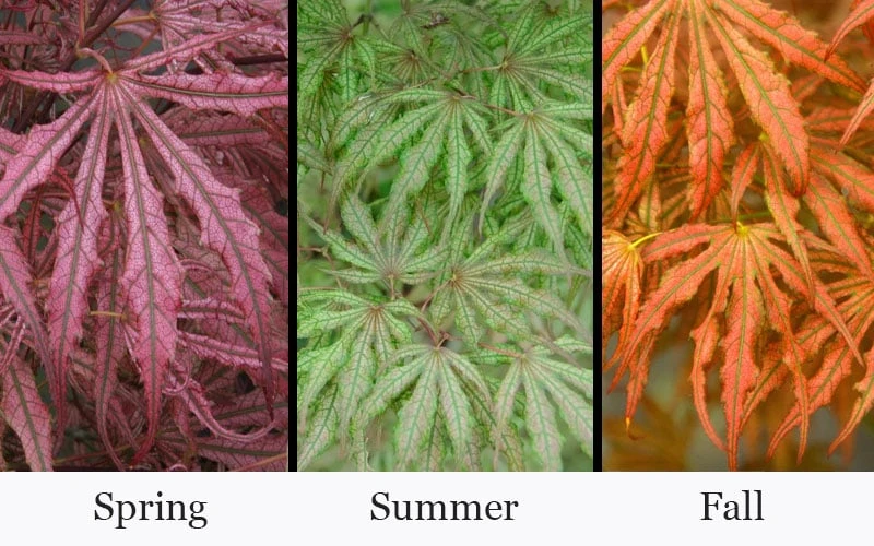 Crescent Moon Japanese Maple (Acer Palmatum 'Mikazuki') - 5 Gallon Pot 6 Crescent Moon Japanese Maple (Acer Palmatum 'Mikazuki') - 5 Gallon Pot - Image 4