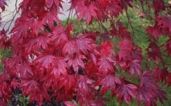 Moonfire Japanese Maple - 5 Gallon Pot -Plant Shop acer palmatum moonfire japanese maple 3