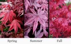 Moonfire Japanese Maple - 5 Gallon Pot -Plant Shop acer palmatum moonfire japanese maple 4
