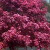 Moonfire Japanese Maple - 5 Gallon Pot -Plant Shop acer palmatum moonfire japanese maple 8