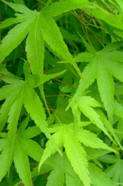 Pine Bark Japanese Maple (Acer Palmatum 'Nishiki Gawa) - 5 Gallon Pot 17 Pine Bark Japanese Maple (Acer Palmatum 'Nishiki Gawa) - 5 Gallon Pot -Plant Shop acer palmatum nishiki gawa pine bark japanese maple 4