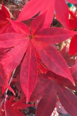 Omato Japanese Maple - 2 Gallon Pot -Plant Shop acer palmatum omato japanese maple 1