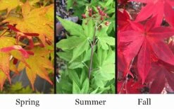 Omato Japanese Maple - 2 Gallon Pot -Plant Shop acer palmatum omato japanese maple 10