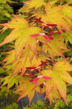 Omato Japanese Maple - 2 Gallon Pot -Plant Shop acer palmatum omato japanese maple 11
