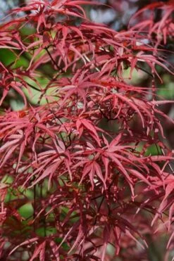 Red Pygmy Japanese Maple - 3 Gallon Pot -Plant Shop acer palmatum red pygmy japanese maple 10