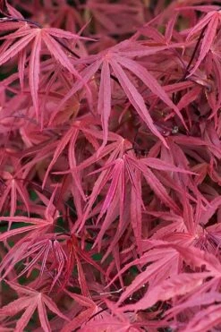 Red Pygmy Japanese Maple - 3 Gallon Pot -Plant Shop acer palmatum red pygmy japanese maple 2