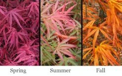 Red Pygmy Japanese Maple - 3 Gallon Pot -Plant Shop acer palmatum red pygmy japanese maple 3