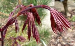 Trompenburg Japanese Maple - 5 Gallon Pot -Plant Shop acer palmatum shirasawanum trompenburg japanese maple 1