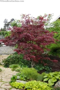 Trompenburg Japanese Maple - 5 Gallon Pot -Plant Shop acer palmatum shirasawanum trompenburg japanese maple 10