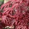 Trompenburg Japanese Maple - 5 Gallon Pot -Plant Shop acer palmatum shirasawanum trompenburg japanese maple 11