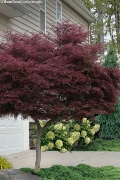 Tamukeyama Dwarf Red Japanese Maple - 1 Gallon Pot - High Grafted Tree Form 17 Tamukeyama Dwarf Red Japanese Maple - 1 Gallon Pot - High Grafted Tree Form -Plant Shop acer palmatum tamukeyama japanese maple high graft 2