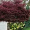 Tamukeyama Dwarf Red Japanese Maple - 3 Gallon Pot (High Grafted Tree Form) 2 Tamukeyama Dwarf Red Japanese Maple - 3 Gallon Pot (High Grafted Tree Form) -Plant Shop acer palmatum tamukeyama japanese maple high graft 3 1