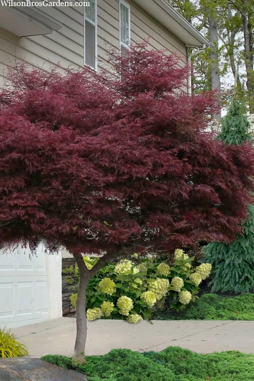 Tamukeyama Dwarf Red Japanese Maple - 1 Gallon Pot - High Grafted Tree Form 3 Tamukeyama Dwarf Red Japanese Maple - 1 Gallon Pot - High Grafted Tree Form