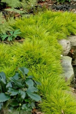 Dwarf Golden Sweet Flag - Acorus Gramineus 'Minimus Aureus' - 5 Pack Of Pint Pots -Plant Shop acorus gramineus minnimus aurea dwarf golden sweet flag 101