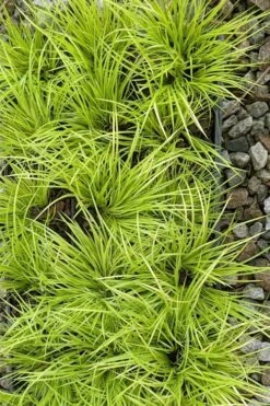 Dwarf Golden Sweet Flag - Acorus Gramineus 'Minimus Aureus' - 5 Pack Of Pint Pots -Plant Shop acorus gramineus minnimus aurea dwarf golden sweet flag 105