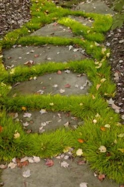 Dwarf Golden Sweet Flag - Acorus Gramineus 'Minimus Aureus' - 5 Pack Of Pint Pots -Plant Shop acorus gramineus minnimus aurea dwarf golden sweet flag 106