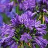 Purple Delight Agapanthus (Lily Of The Nile) - 2 Gallon Pot -Plant Shop agapanthus purple delight 3