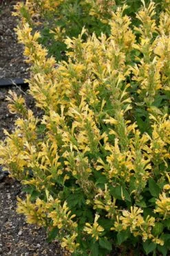 Poquito Butter Yellow Agastache (Hummingbird Mint) - 5 Pack Of Quart Pots -Plant Shop agastache poquito butter yellow hummingbird mint 1