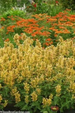 Poquito Butter Yellow Agastache (Hummingbird Mint) - 5 Pack Of Quart Pots -Plant Shop agastache poquito butter yellow hummingbird mint 2