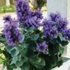 Poquito Dark Blue Agastache (Hummingbird Mint) - 1 Gallon Pot -Plant Shop agastache poquito dark blue 10
