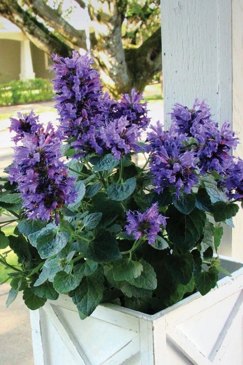 Poquito Dark Blue Agastache (Hummingbird Mint) - 1 Gallon Pot 3 Poquito Dark Blue Agastache (Hummingbird Mint) - 1 Gallon Pot