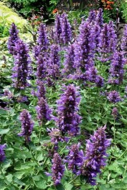 Poquito Dark Blue Agastache (Hummingbird Mint) - 1 Gallon Pot 12 Poquito Dark Blue Agastache (Hummingbird Mint) - 1 Gallon Pot -Plant Shop agastache poquito dark blue 12