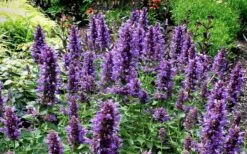 Poquito Dark Blue Agastache (Hummingbird Mint) - 1 Gallon Pot 13 Poquito Dark Blue Agastache (Hummingbird Mint) - 1 Gallon Pot -Plant Shop agastache poquito dark blue 13