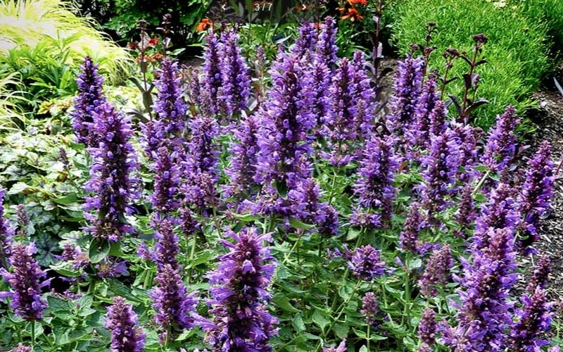 Poquito Dark Blue Agastache (Hummingbird Mint) - 1 Gallon Pot 8 Poquito Dark Blue Agastache (Hummingbird Mint) - 1 Gallon Pot - Image 6