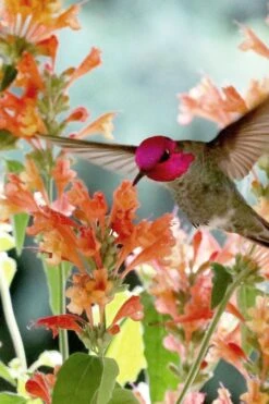 Poquito Orange Agastache (Hummingbird Mint) - 5 Pack Of Quart Pots -Plant Shop agastache poquito orange 11