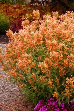 Poquito Orange Agastache (Hummingbird Mint) - 5 Pack Of Quart Pots -Plant Shop agastache poquito orange 12