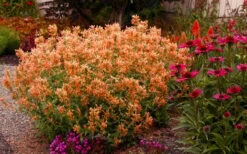 Poquito Orange Agastache (Hummingbird Mint) - 5 Pack Of Quart Pots -Plant Shop agastache poquito orange 13