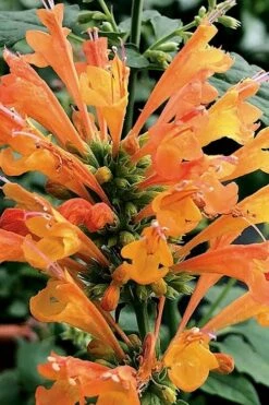 Poquito Orange Agastache (Hummingbird Mint) - 5 Pack Of Quart Pots -Plant Shop agastache poquito orange 14