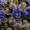 Bronze Beauty Ajuga (Bugleweed) - 5 Pack Of 4" Pint Pots -Plant Shop ajuga bronze beauty 28
