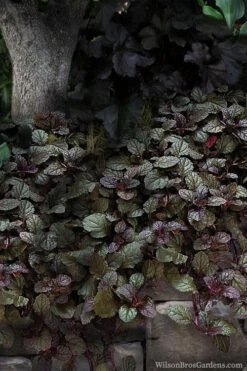 Bronze Beauty Ajuga (Bugleweed) - 5 Pack Of 4" Pint Pots -Plant Shop ajuga bronze beauty 30