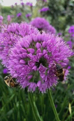 Millenium Allium (Ornamental Onion) - 6 Pack Of 1 Gallon Pots -Plant Shop allium millenium 10