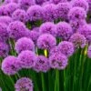 Millenium Allium (Ornamental Onion) - 6 Pack Of 1 Gallon Pots -Plant Shop allium millenium 12