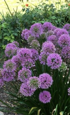 Millenium Allium (Ornamental Onion) - 6 Pack Of 1 Gallon Pots -Plant Shop allium millenium 2