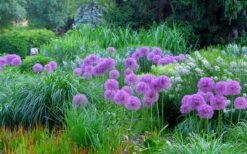 Millenium Allium (Ornamental Onion) - 6 Pack Of 1 Gallon Pots -Plant Shop allium millenium 4