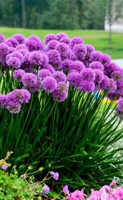 Millenium Allium (Ornamental Onion) - 6 Pack Of 1 Gallon Pots -Plant Shop allium millenium 6