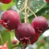 Shadblow Serviceberry Tree (Amelanchier Canadensis) - 5 Gallon Pot -Plant Shop amelanchier arborea shadblow serviceberry berries 2