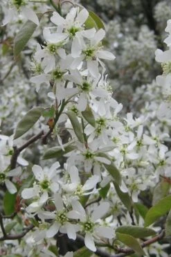 Shadblow Serviceberry Tree (Amelanchier Canadensis) - 5 Gallon Pot -Plant Shop amelanchier arborea shadblow serviceberry flowers 4