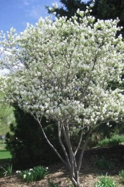 Shadblow Serviceberry Tree (Amelanchier Canadensis) - 5 Gallon Pot -Plant Shop amelanchier arborea shadblow serviceberry tree 2