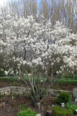 Shadblow Serviceberry Tree (Amelanchier Canadensis) - 5 Gallon Pot -Plant Shop amelanchier arborea shadblow serviceberry tree 3