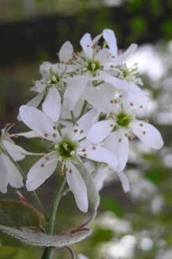 Autumn Brilliance Serviceberry Tree - 1 Gallon Pot -Plant Shop amelanchier grandiflora autumn brilliance serviceberry 1
