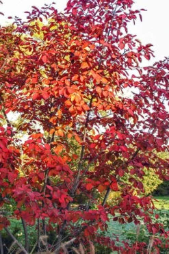 Autumn Brilliance Serviceberry Tree - 1 Gallon Pot -Plant Shop amelanchier grandiflora autumn brilliance serviceberry 3
